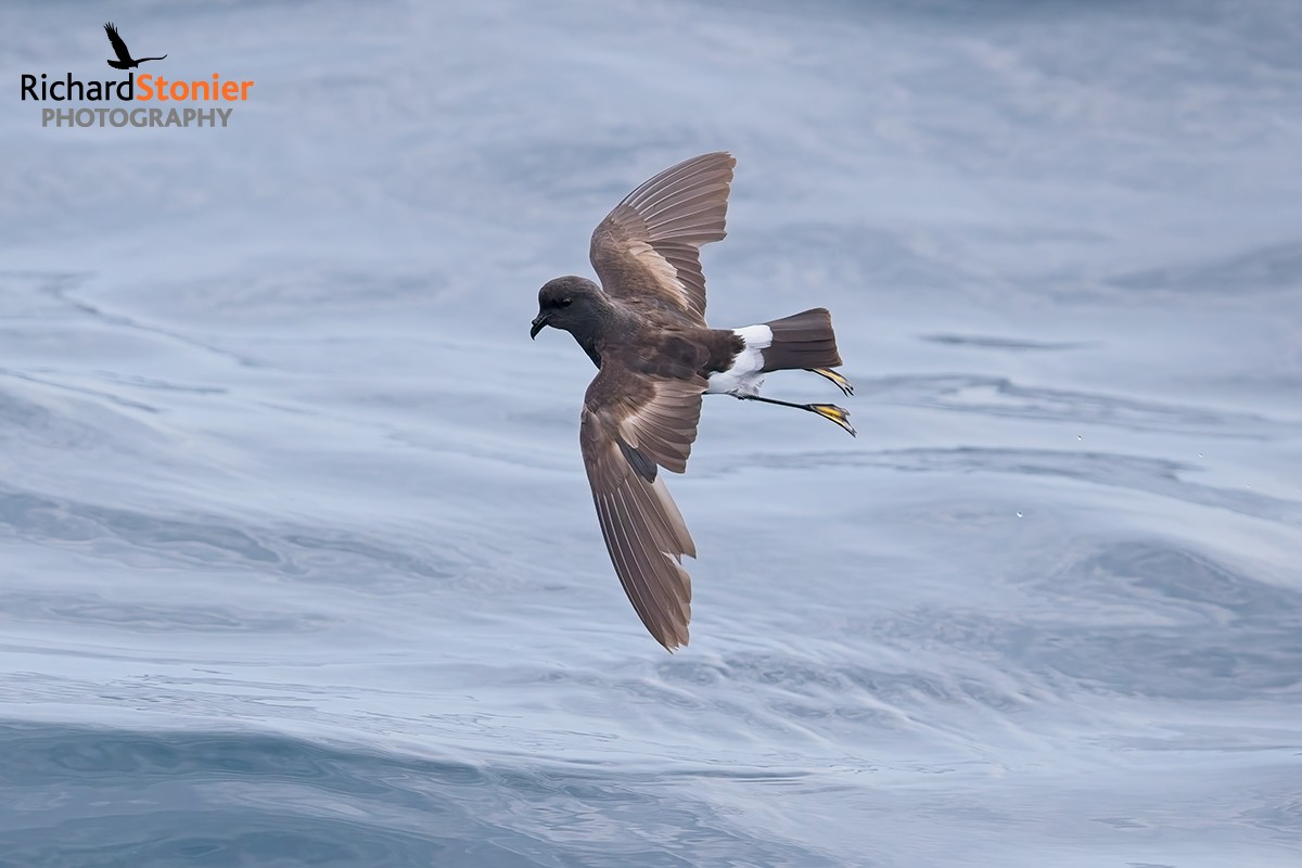 Wilson's Petrel