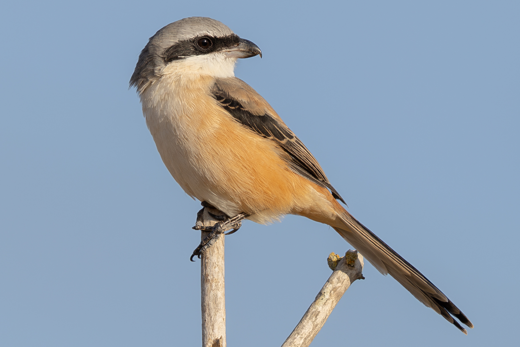 Long-tailed Shrike