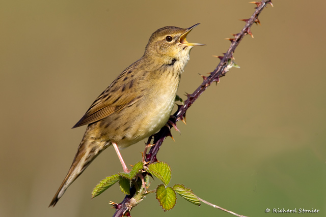 Grasshopper Warbler