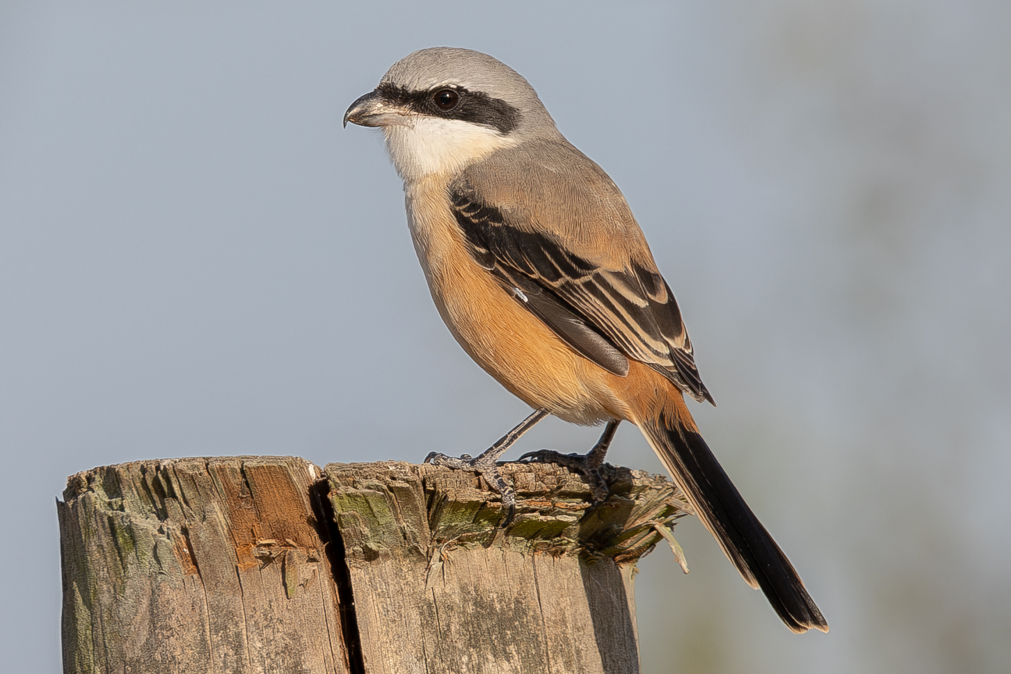 Long-tailed Shrike
