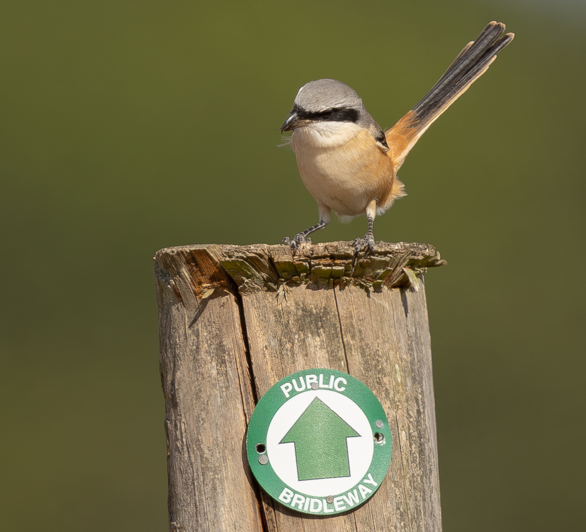 Long-tailed Shrike