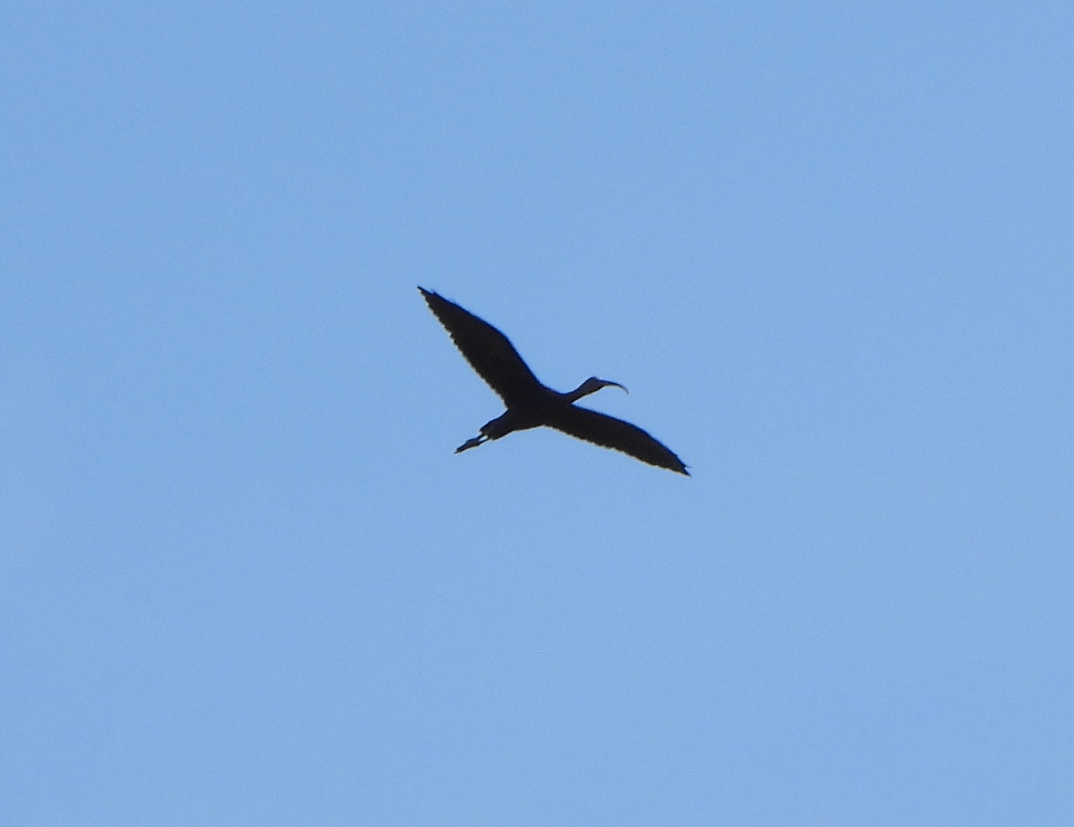 Glossy Ibis