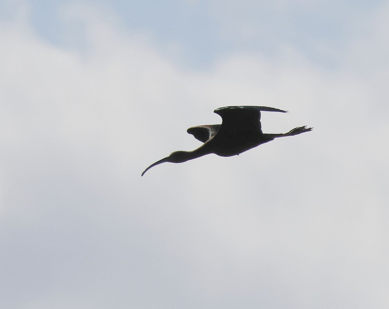 Glossy Ibis