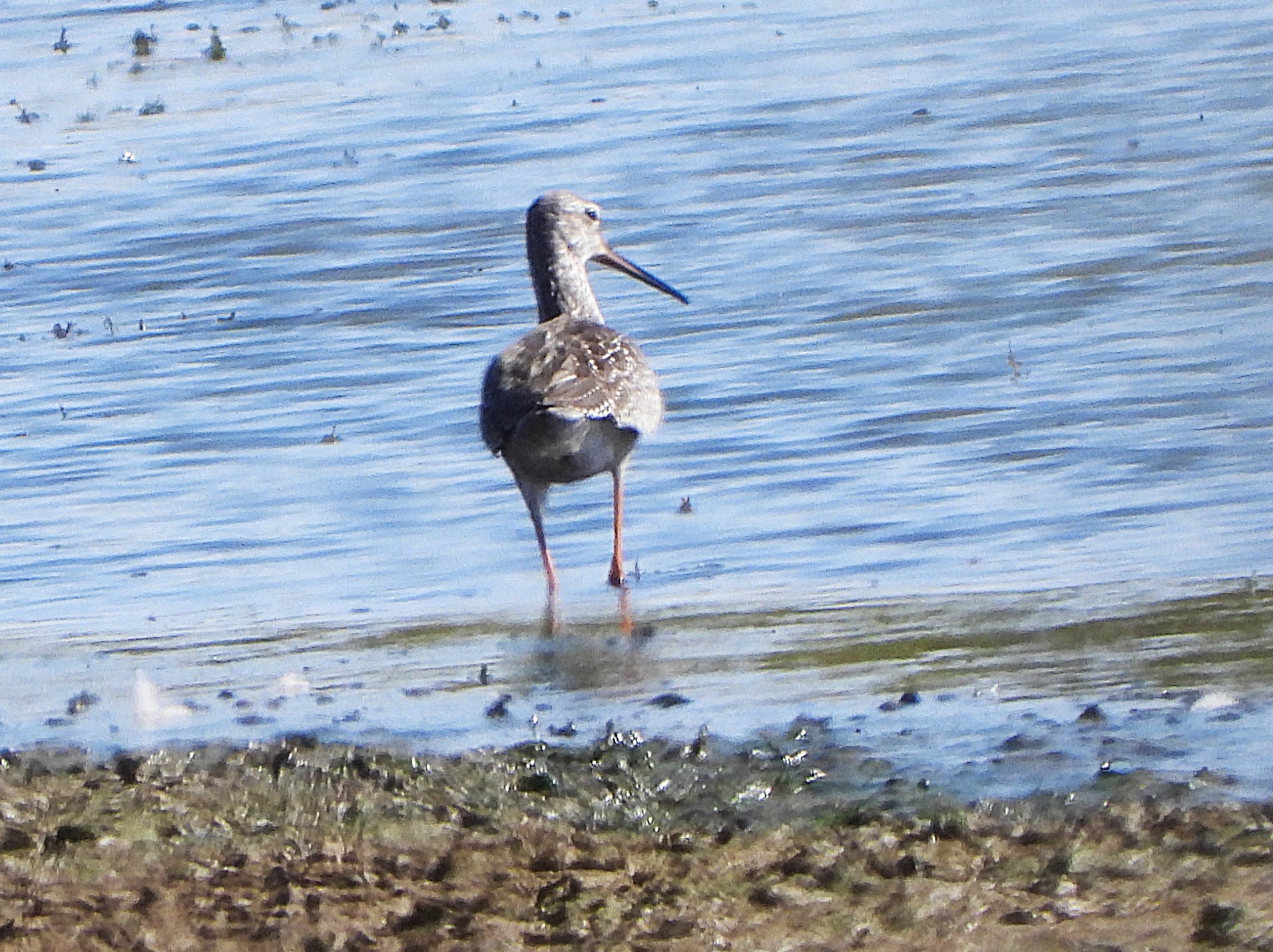 Spotted Redshank