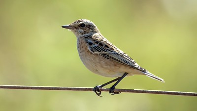 Whinchat