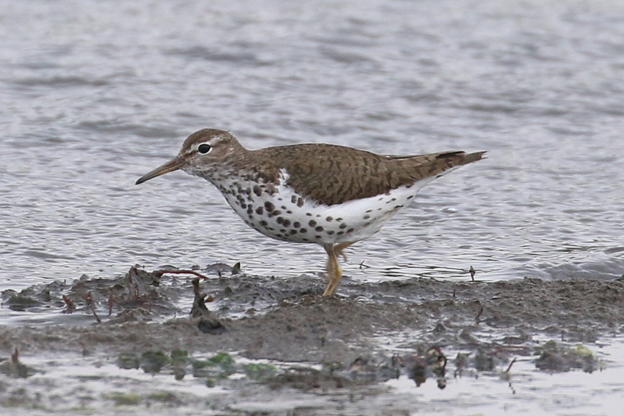 Spotted Sandpiper
