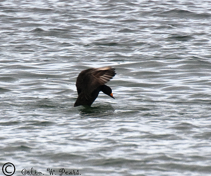 Black Scoter