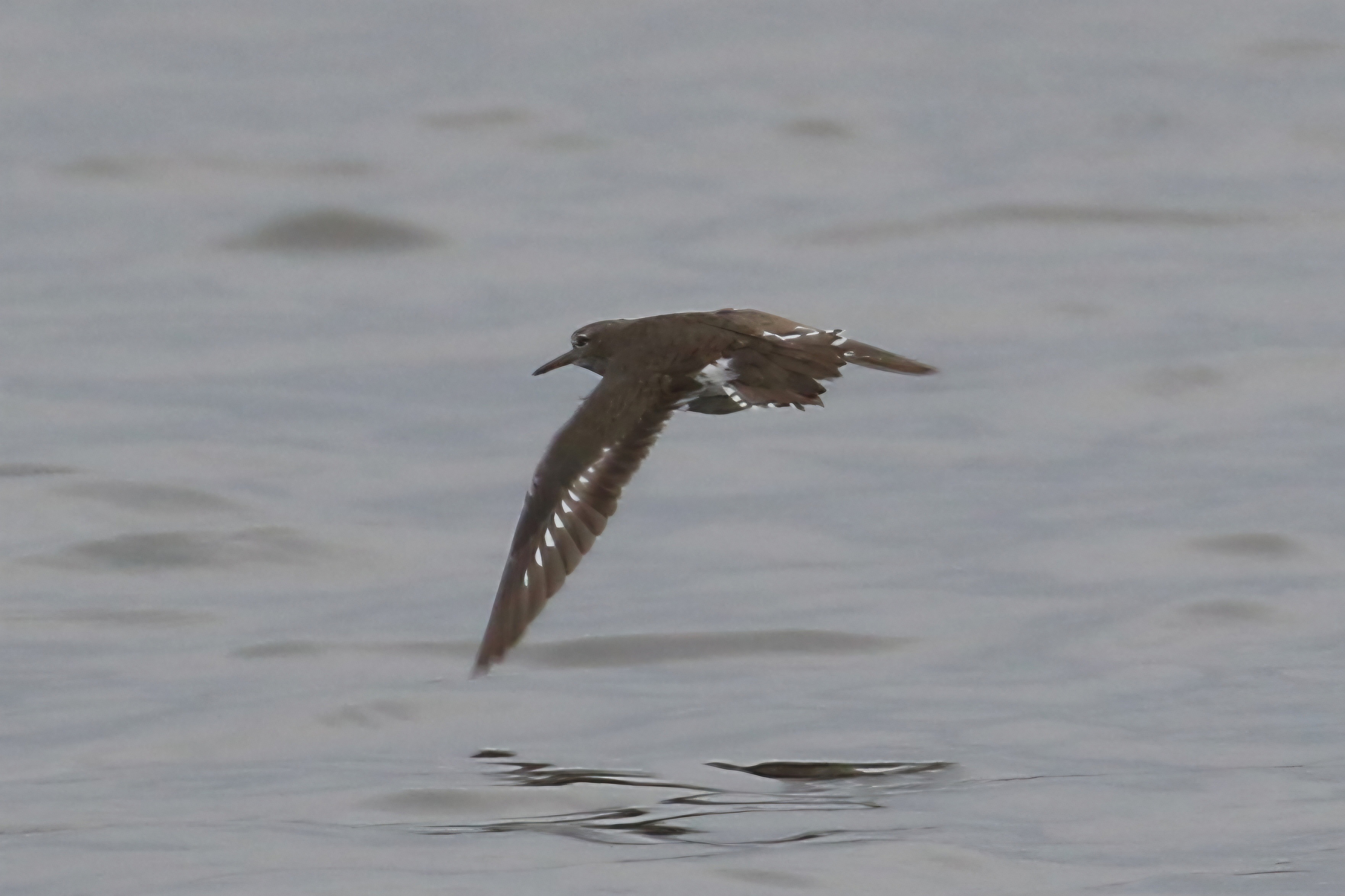 Spotted Sandpiper