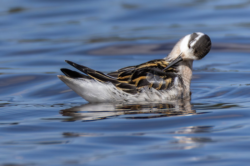 Red-necked Phalarope
