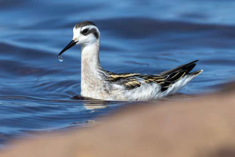 Red-necked Phalarope