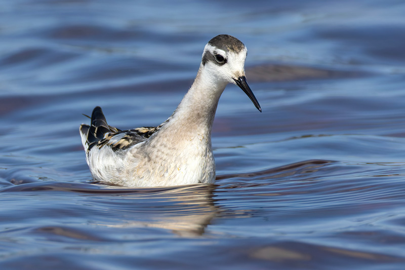 Red-necked Phalarope