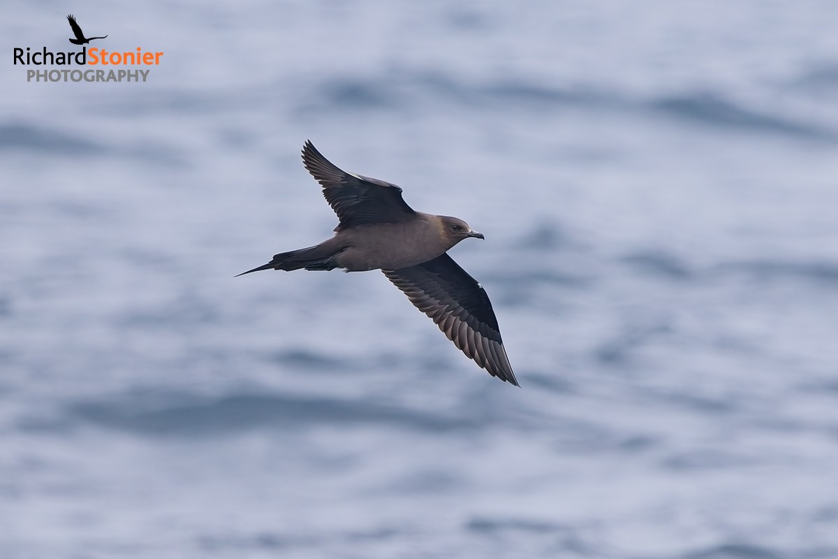 Arctic Skua