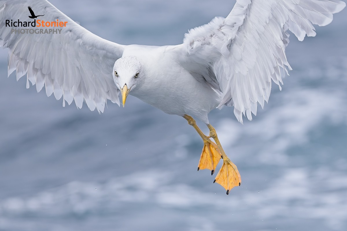 Yellow-legged Gull