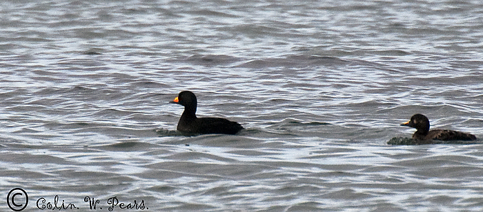 Black Scoter