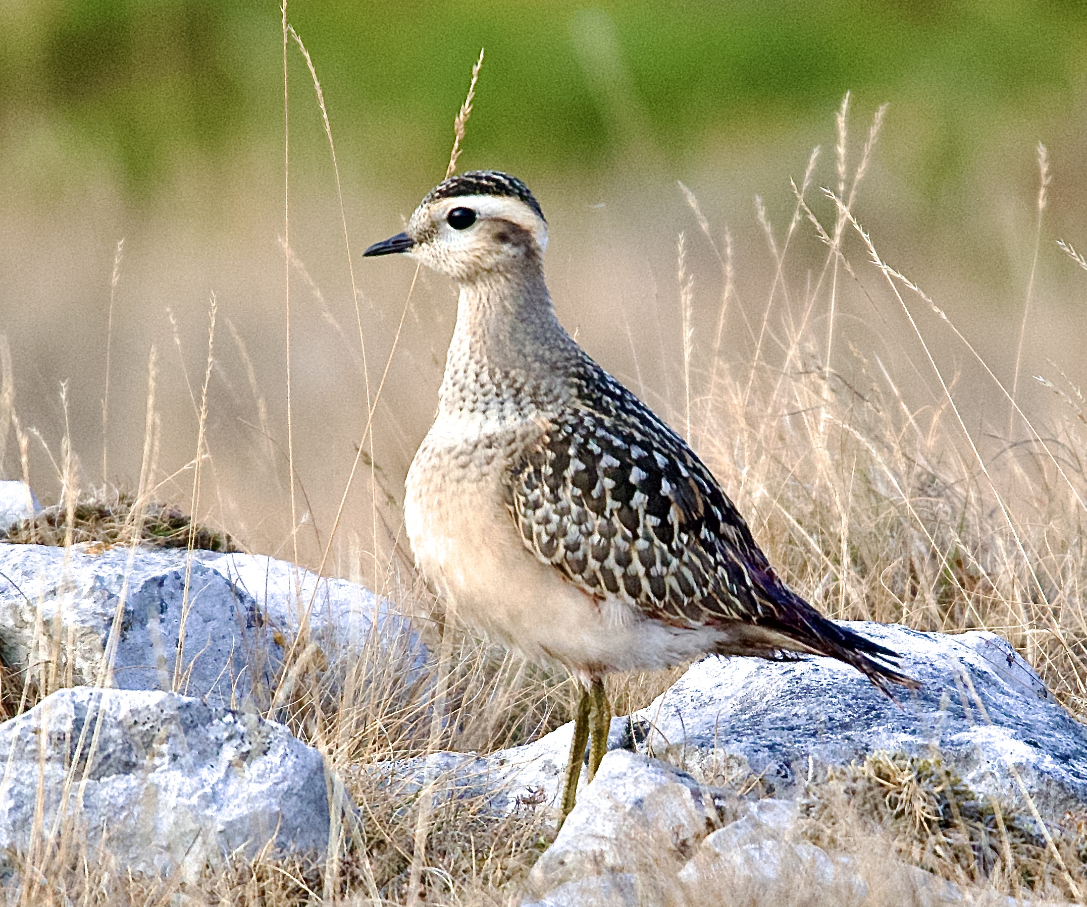 Dotterel
