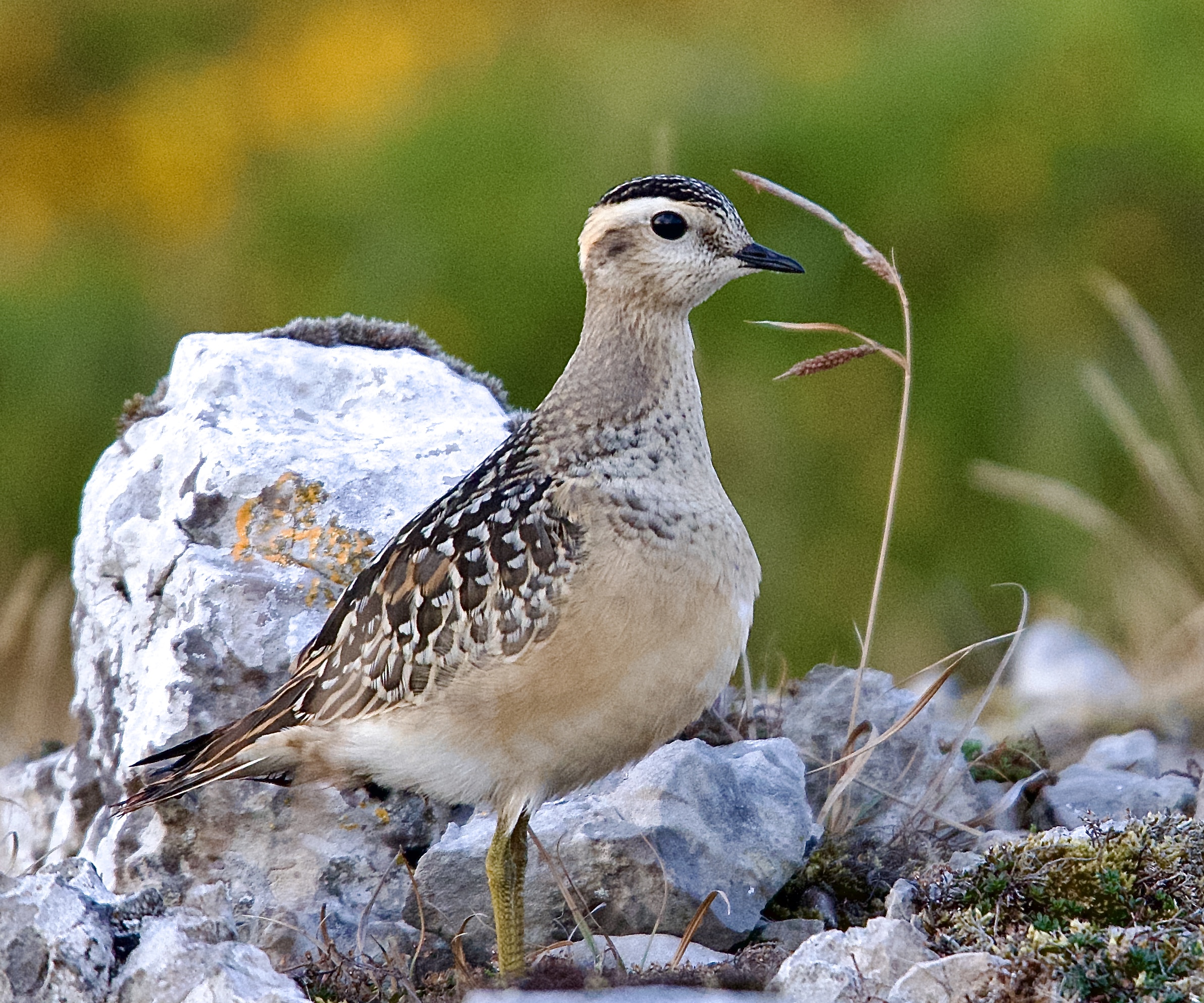 Dotterel