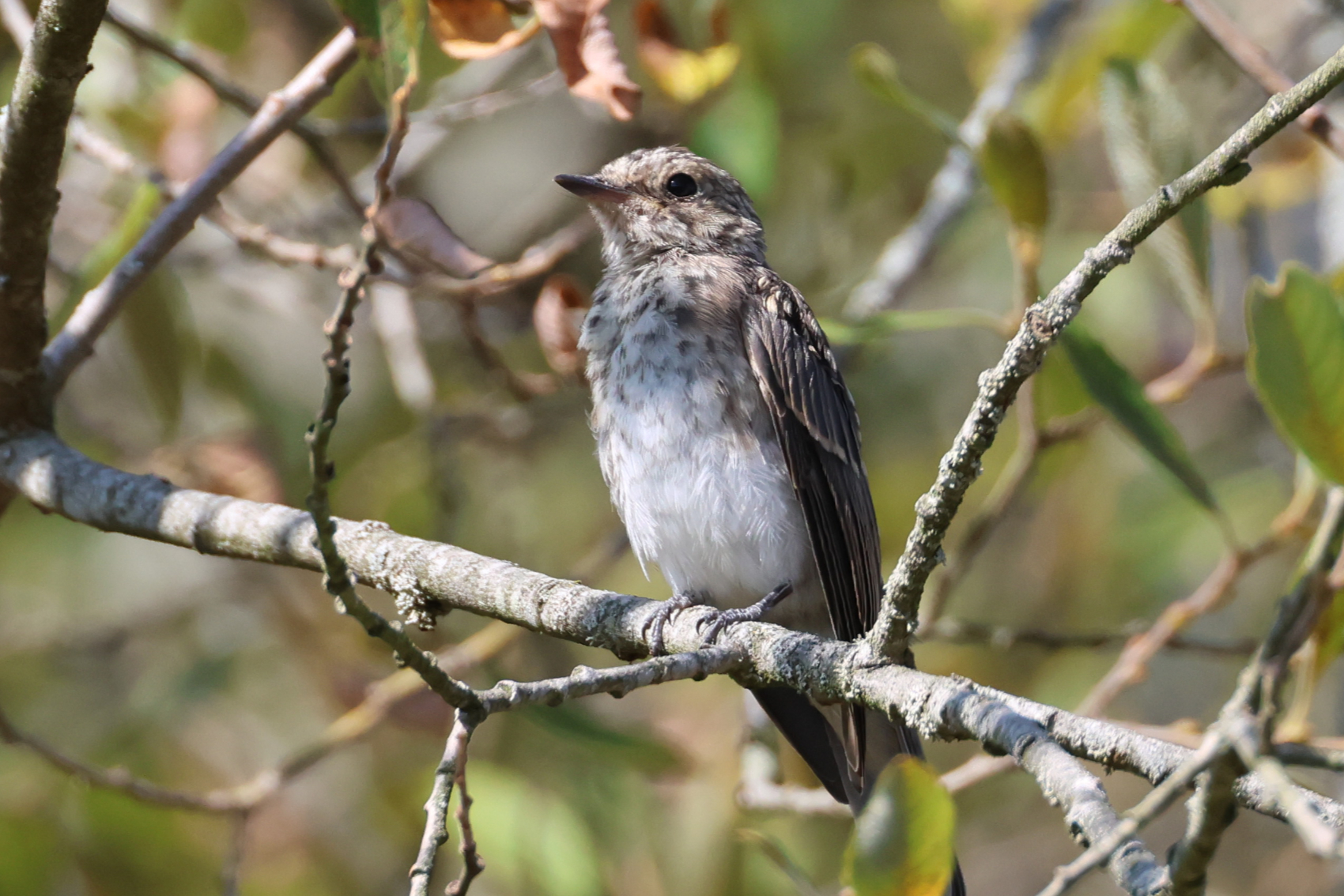 Spotted Flycatcher