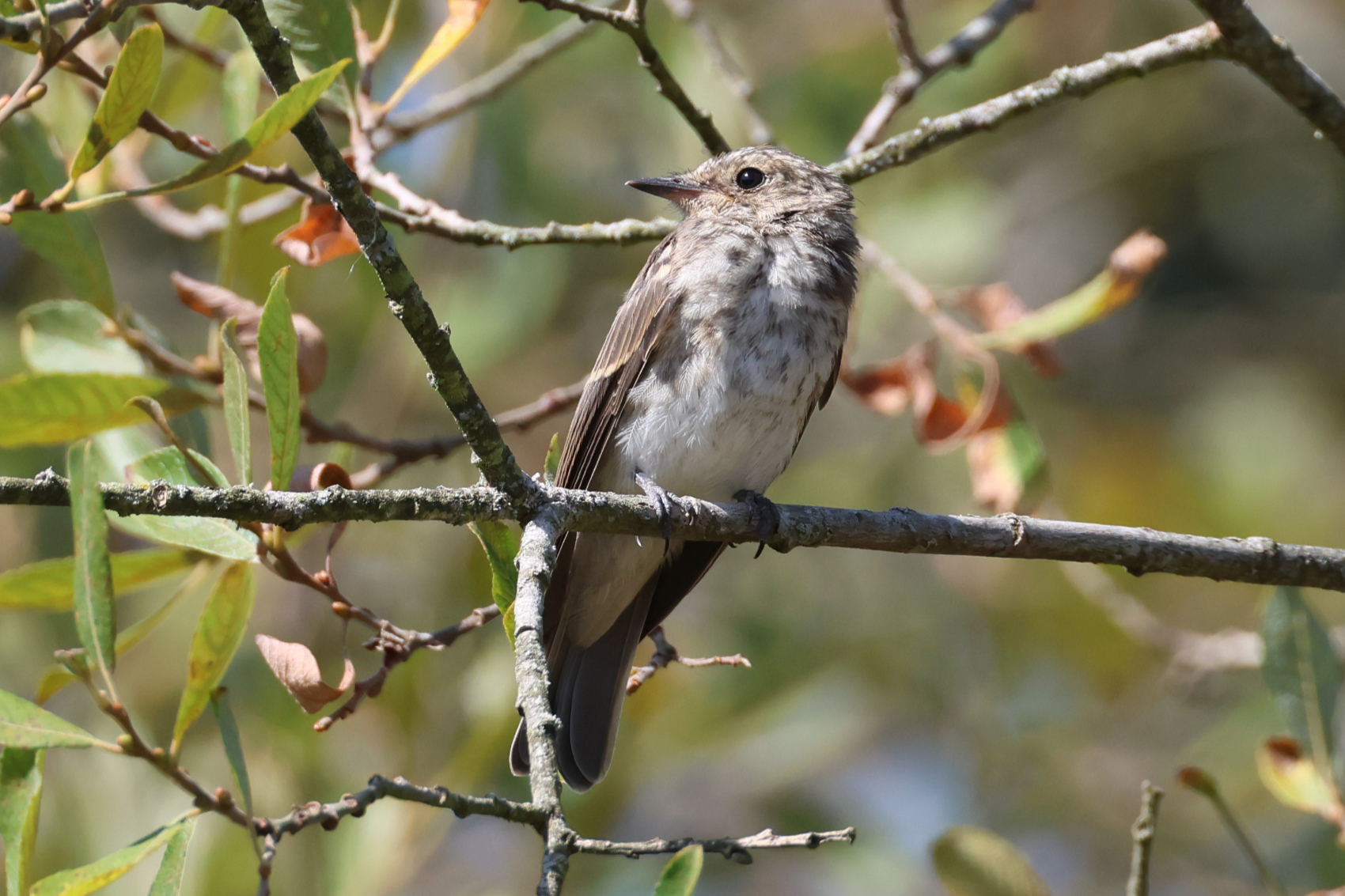 Spotted Flycatcher
