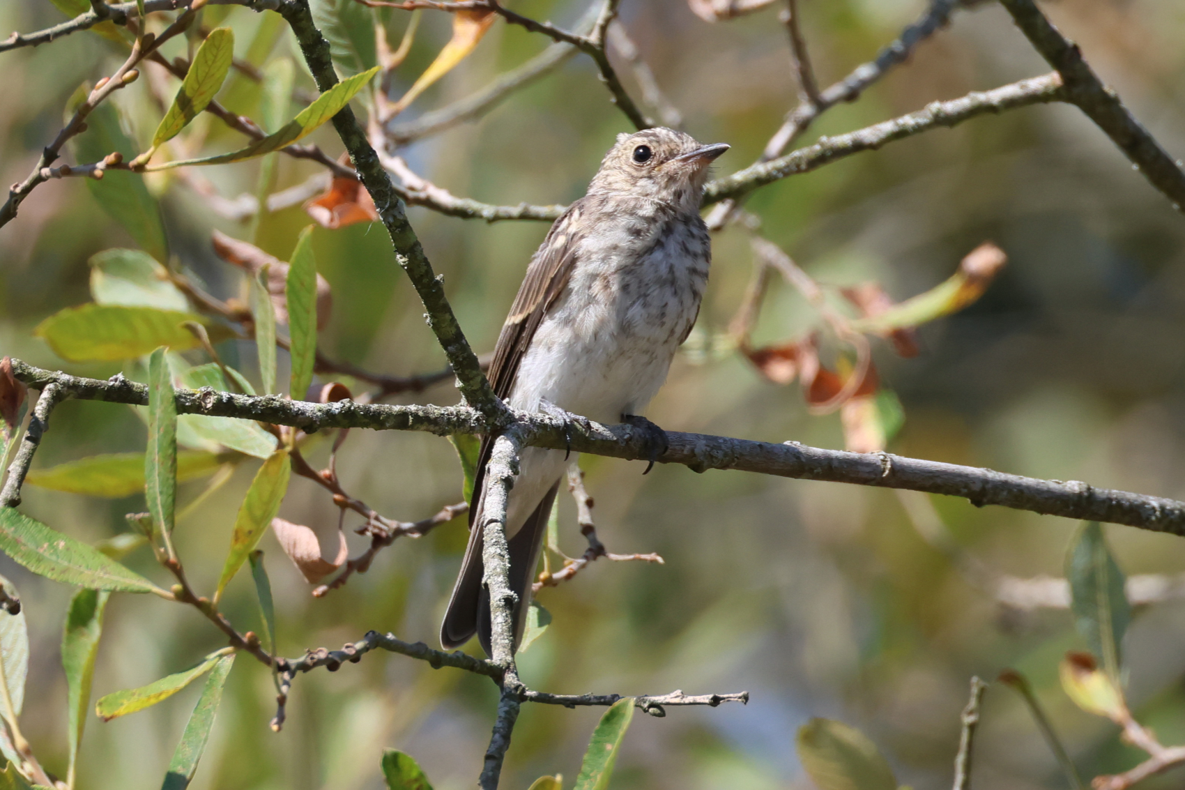 Spotted Flycatcher