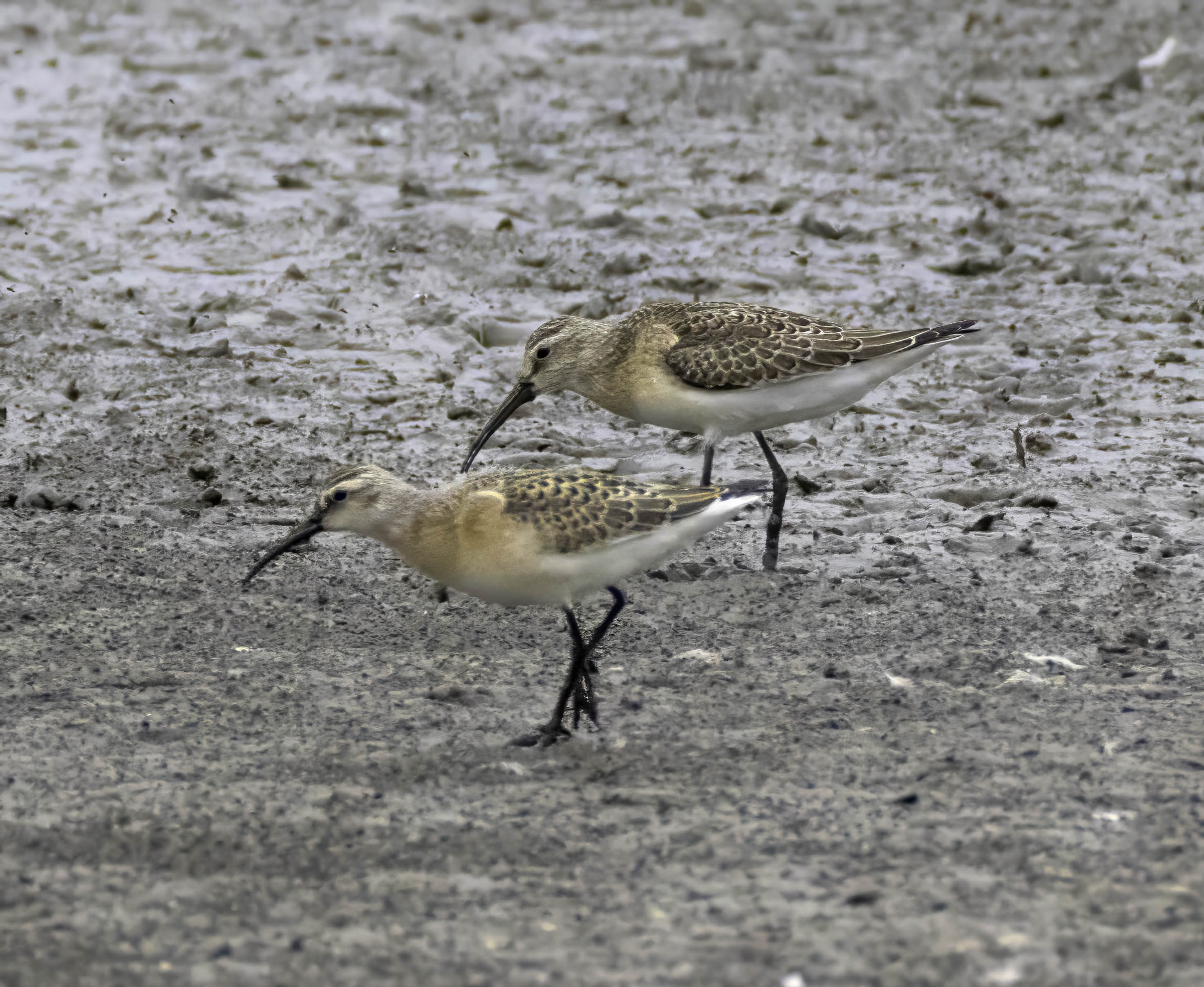 Curlew Sandpiper