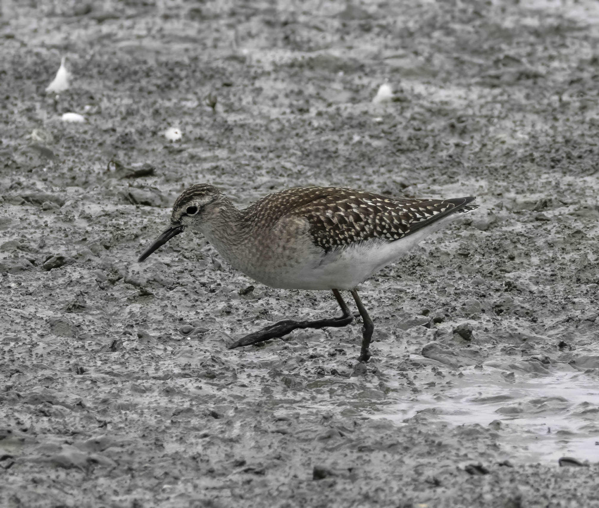Wood Sandpiper