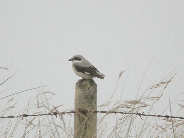 Lesser Grey Shrike
