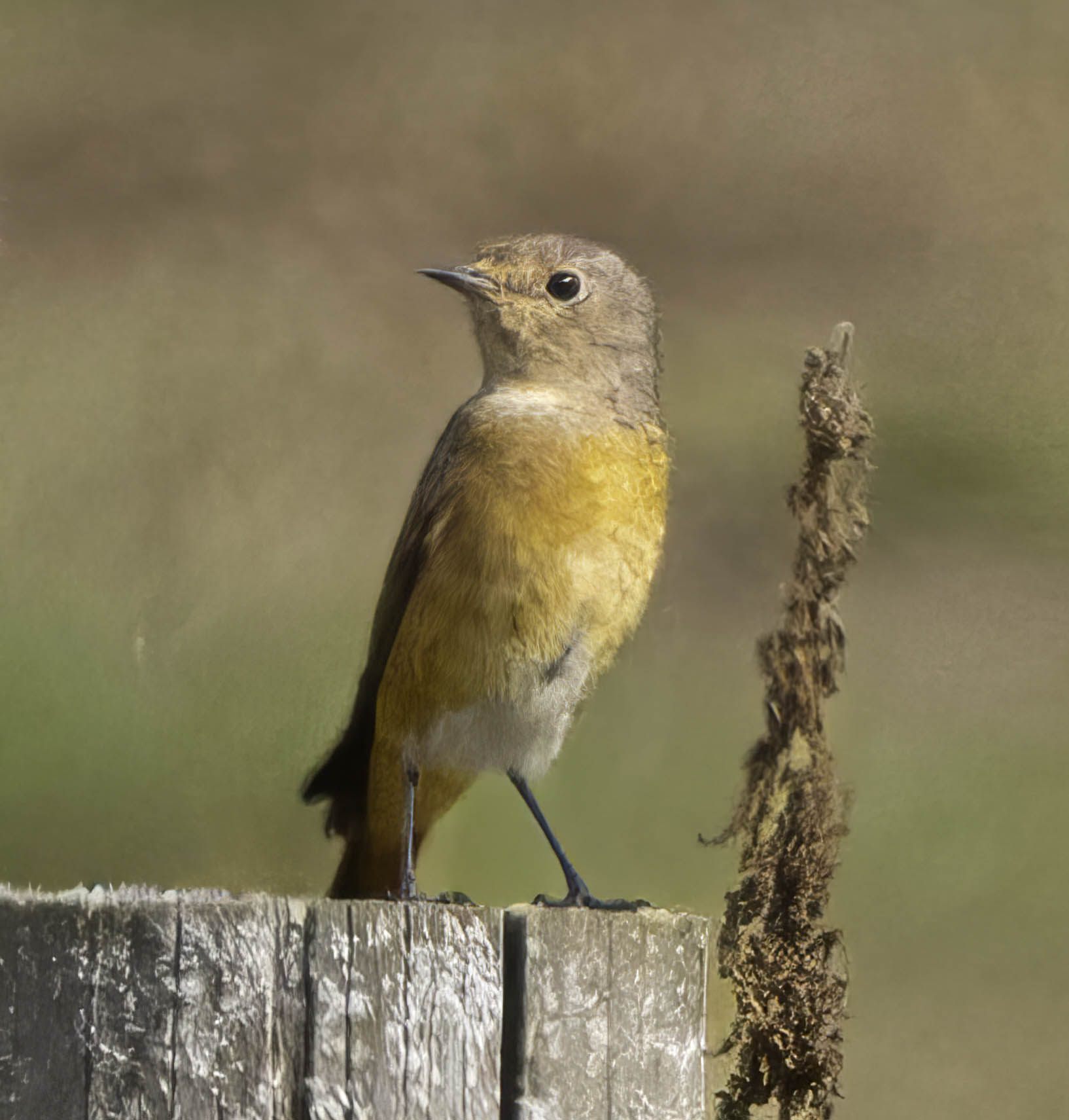 Redstart