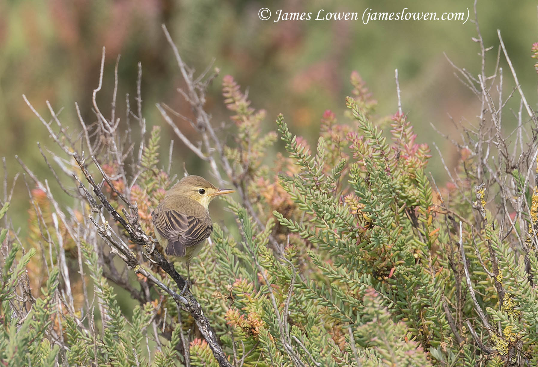 Melodious Warbler