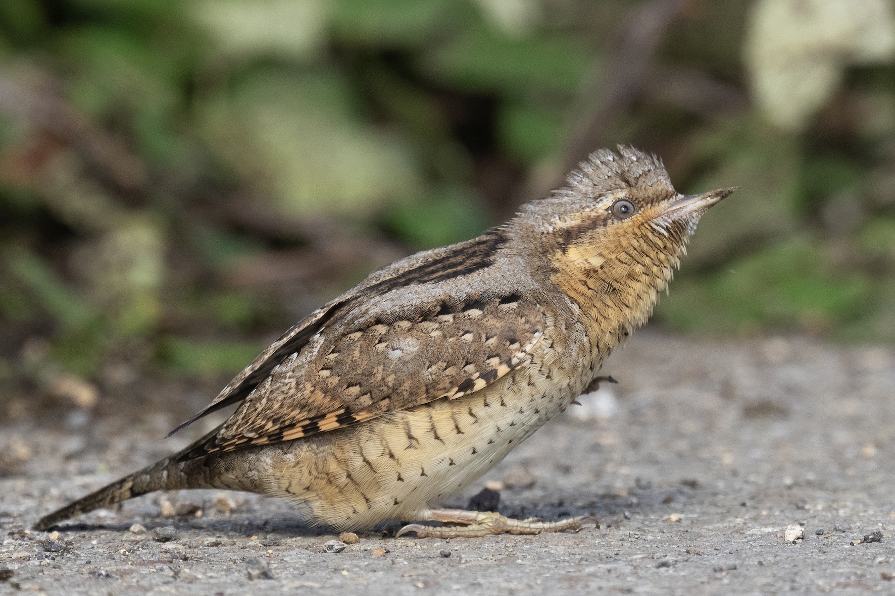 Wryneck