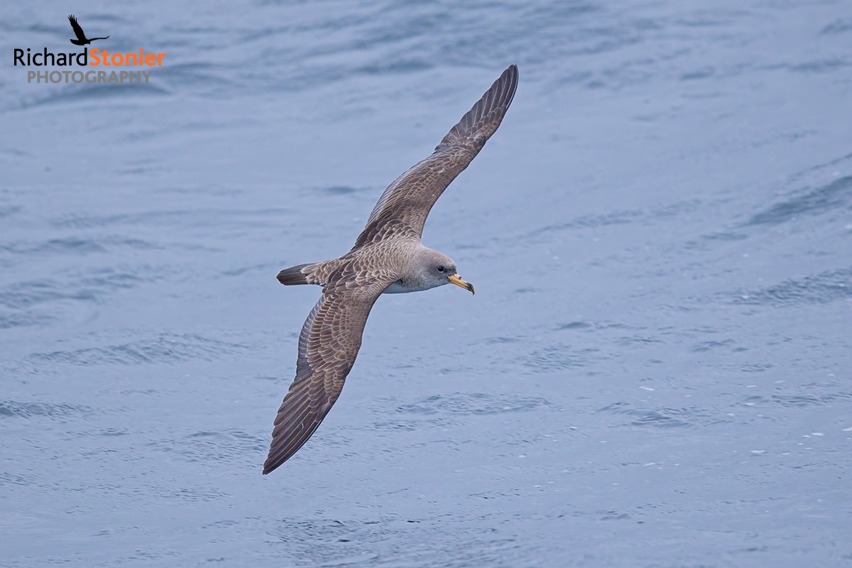 Cory's Shearwater