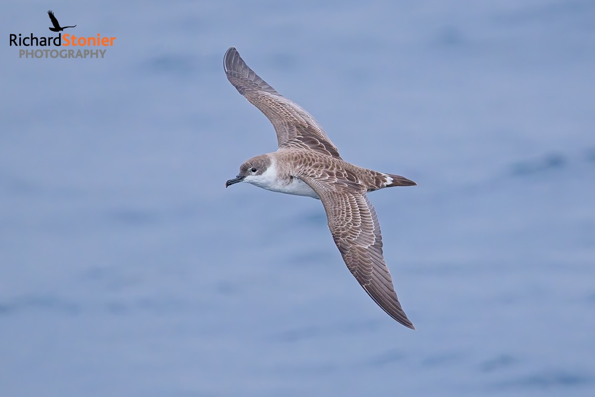 Great Shearwater