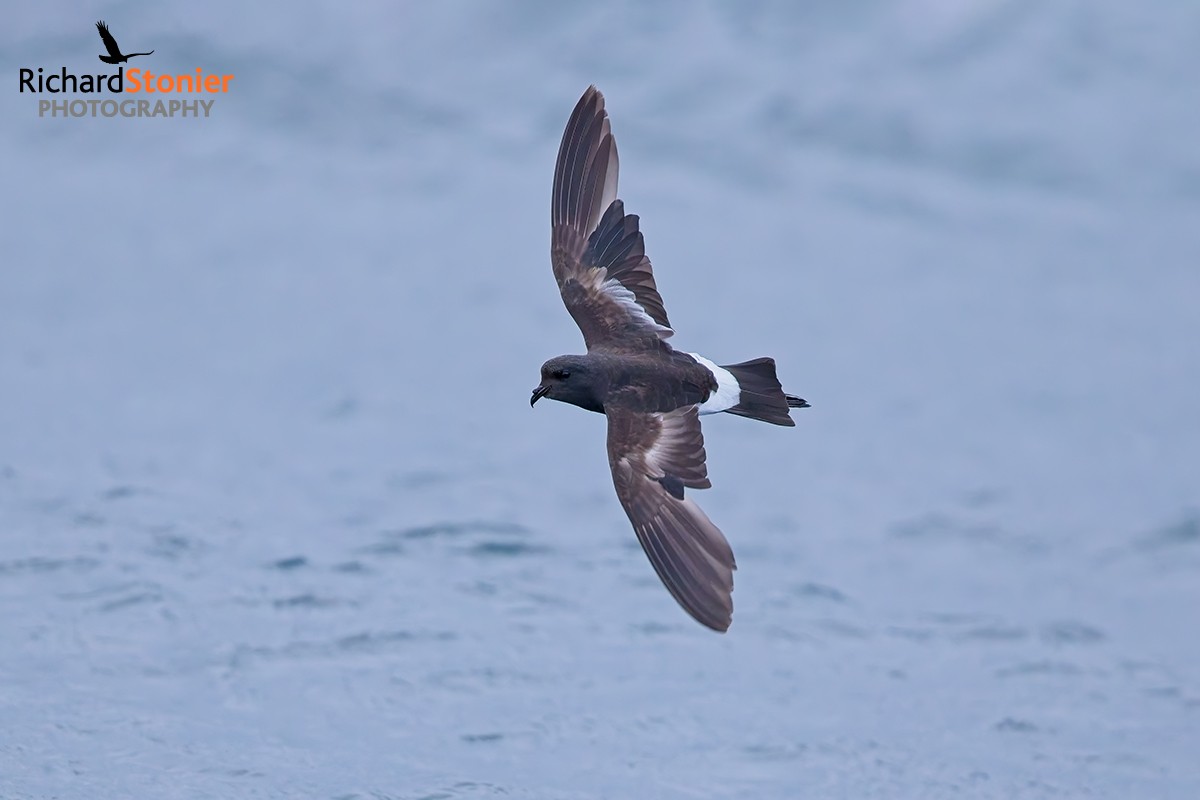 Wilson's Petrel
