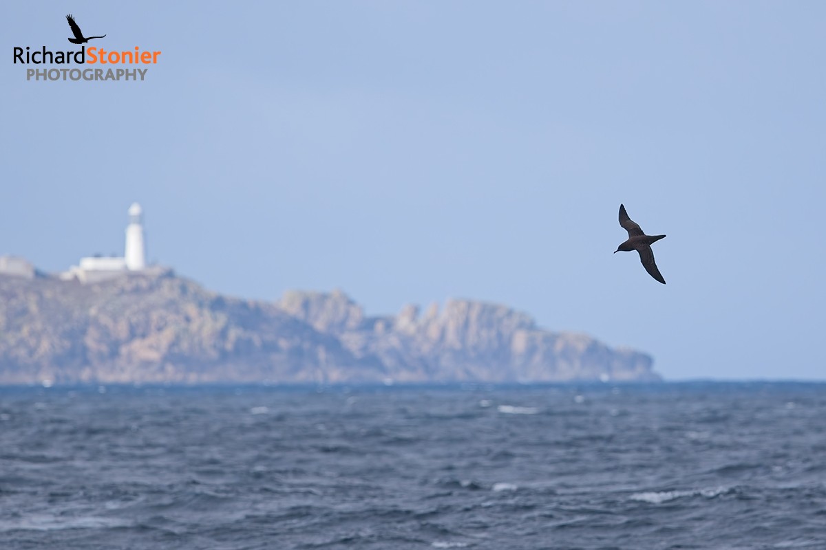 Sooty Shearwater
