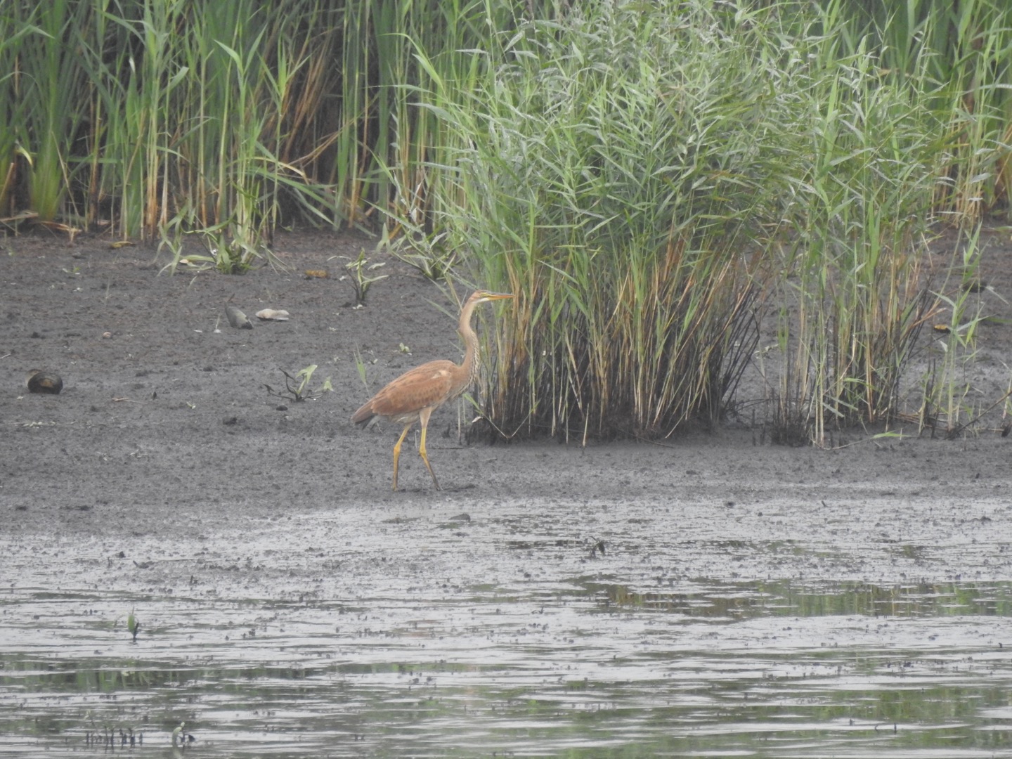 Purple Heron