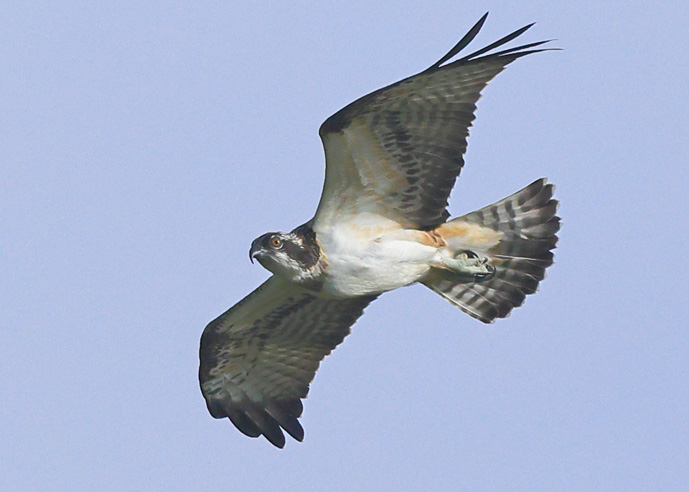 Osprey