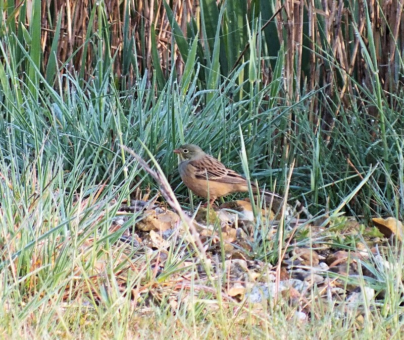 Ortolan Bunting