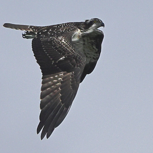 Osprey