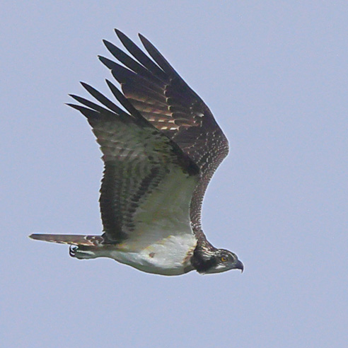 Osprey