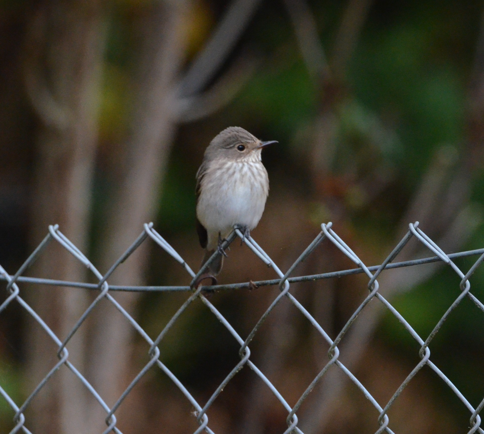 Spotted Flycatcher
