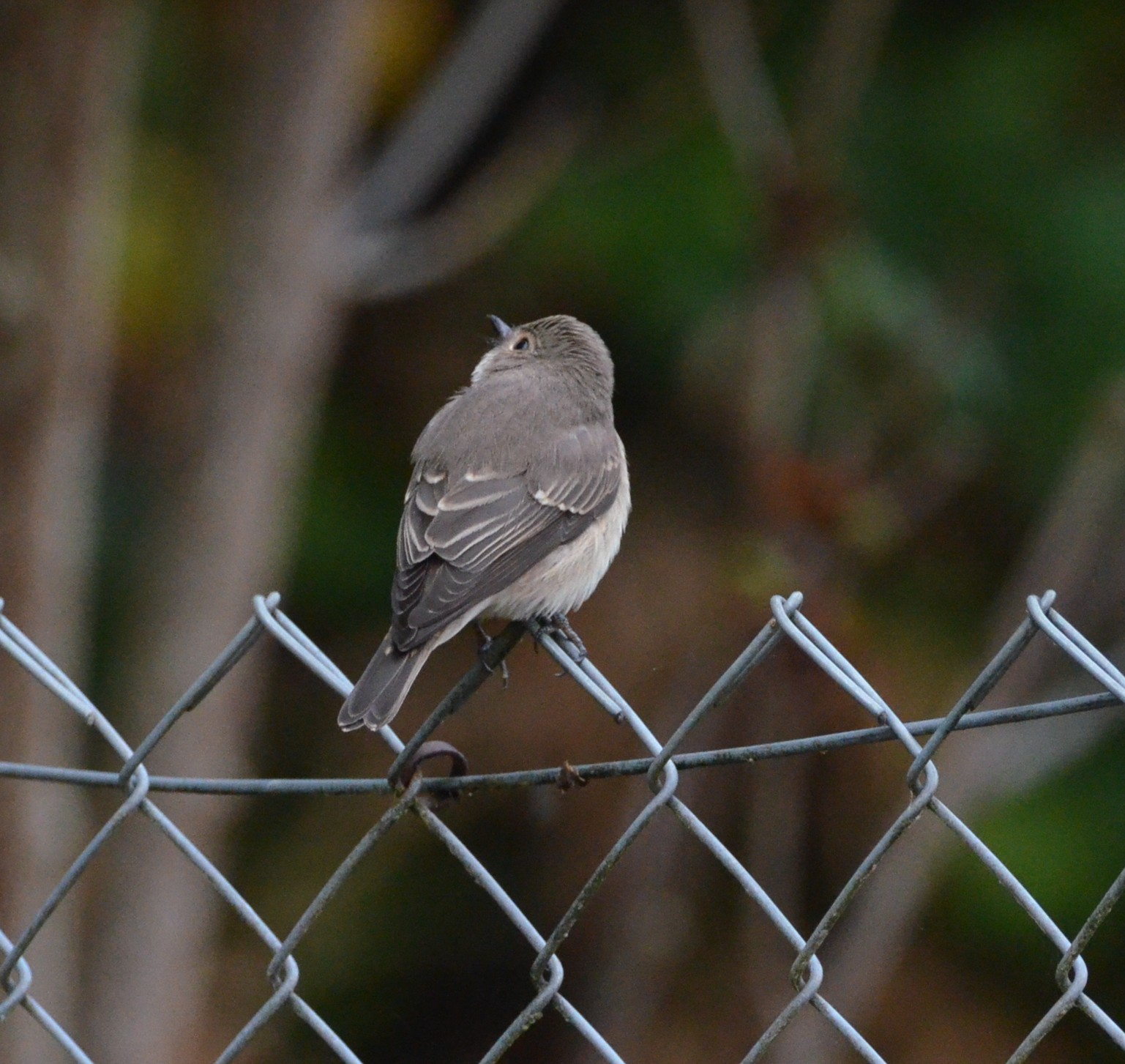 Spotted Flycatcher