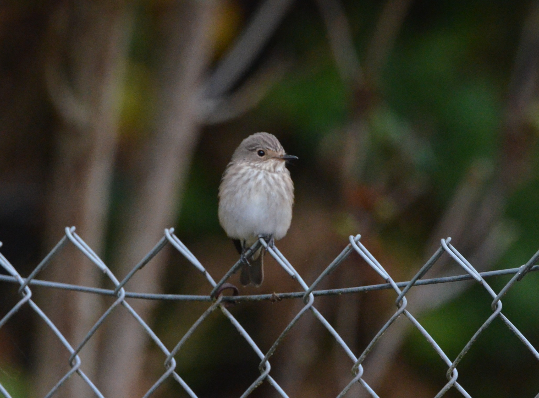 Spotted Flycatcher
