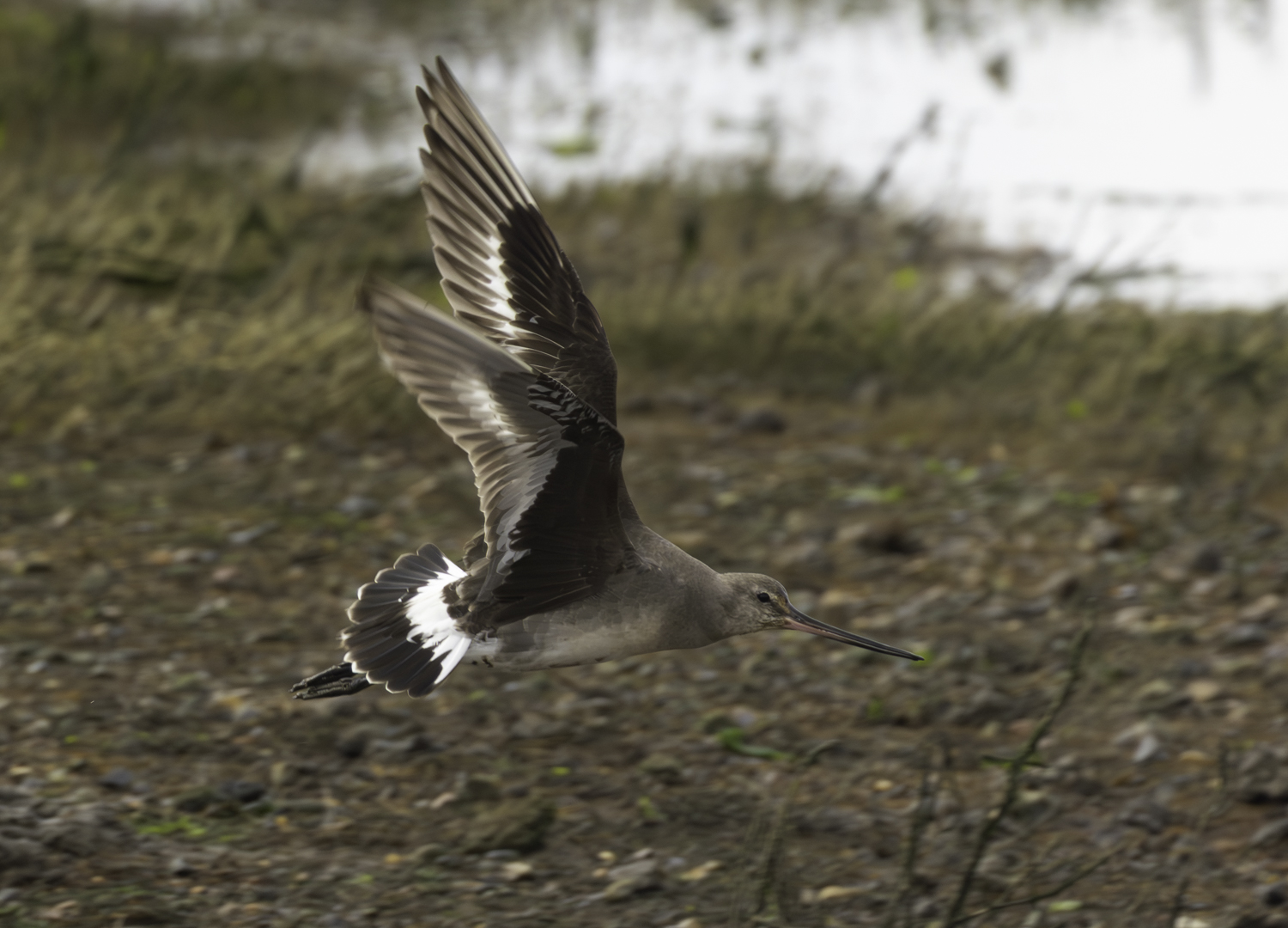Hudsonian Godwit