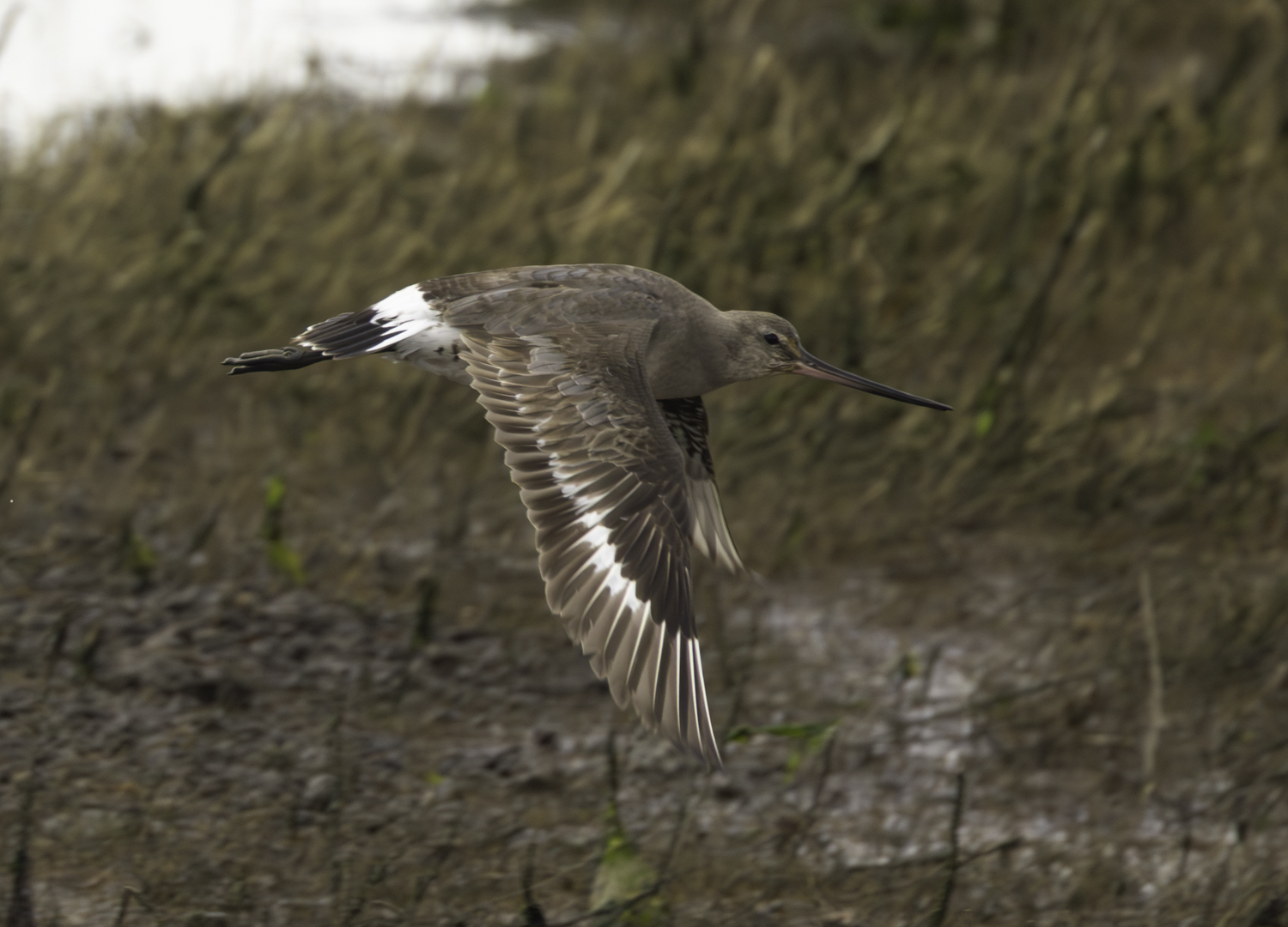 Hudsonian Godwit
