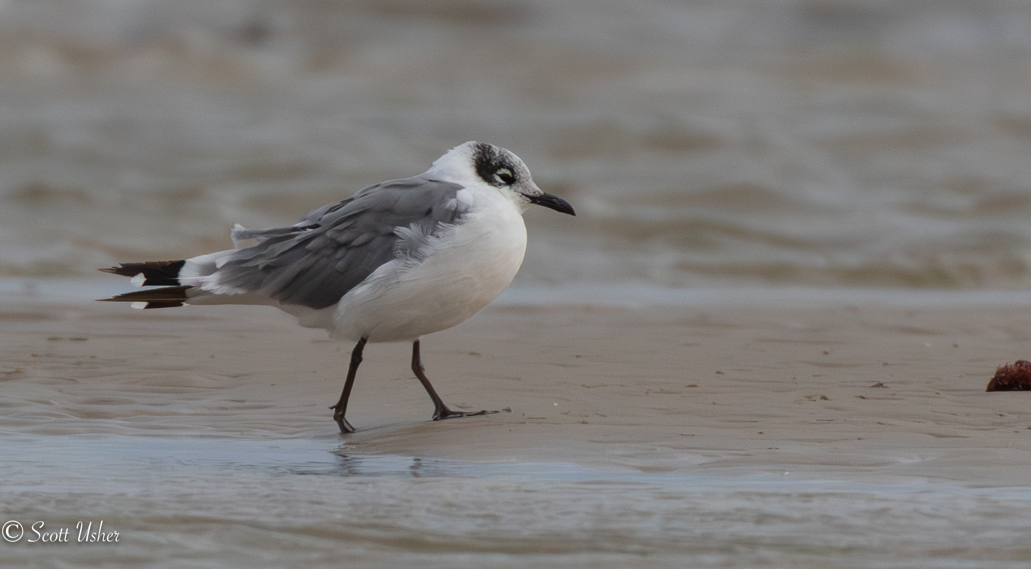 Franklin's Gull