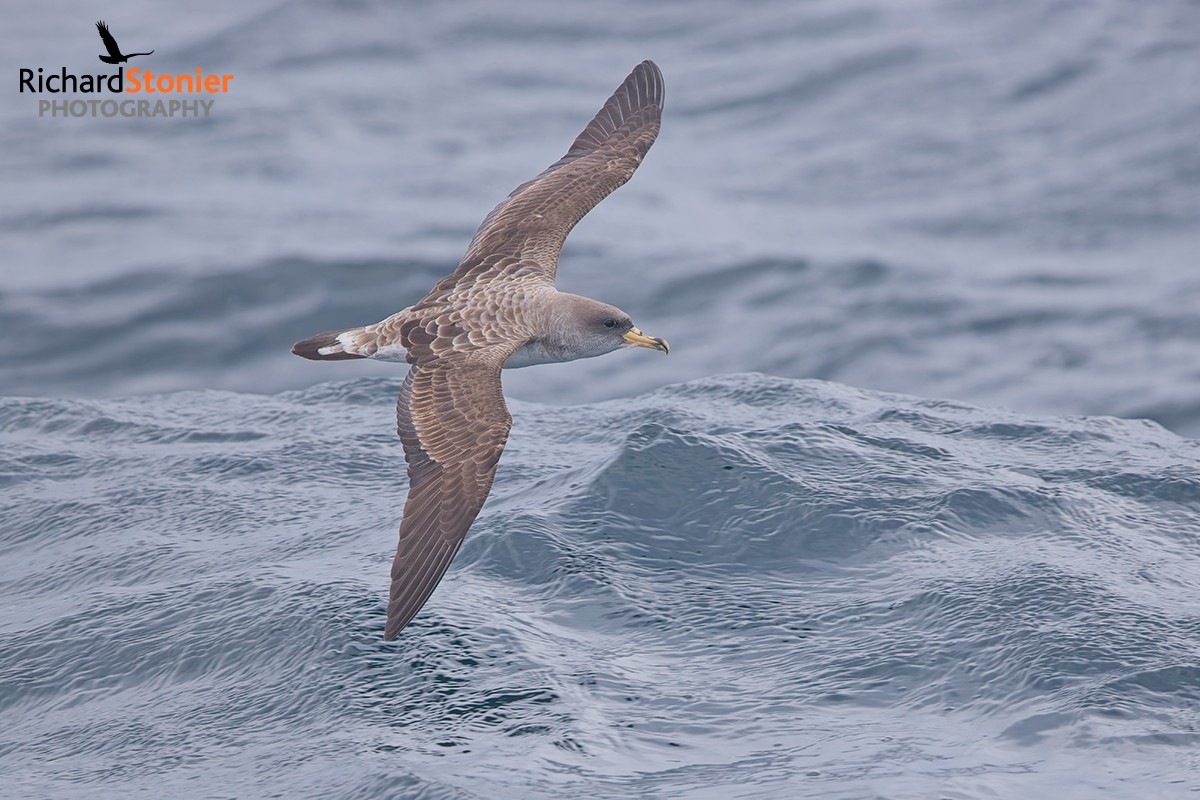 Cory's Shearwater