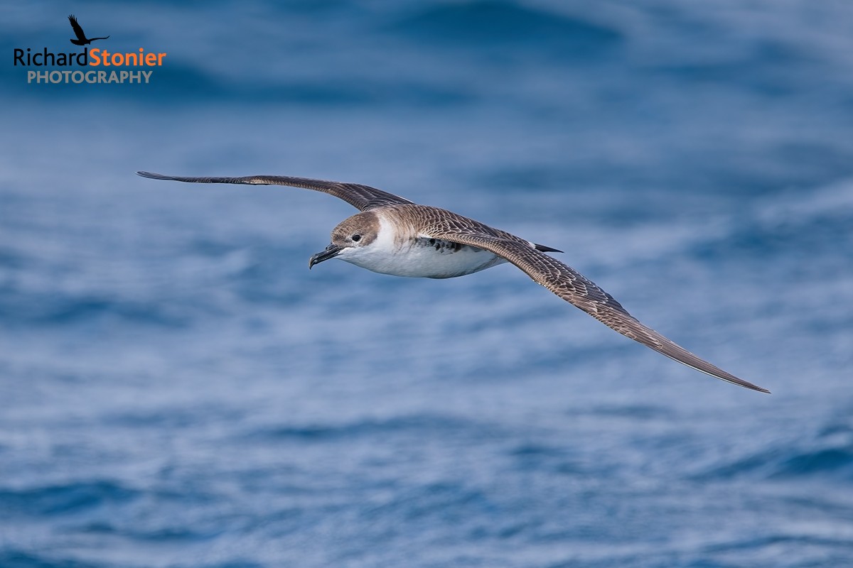 Great Shearwater