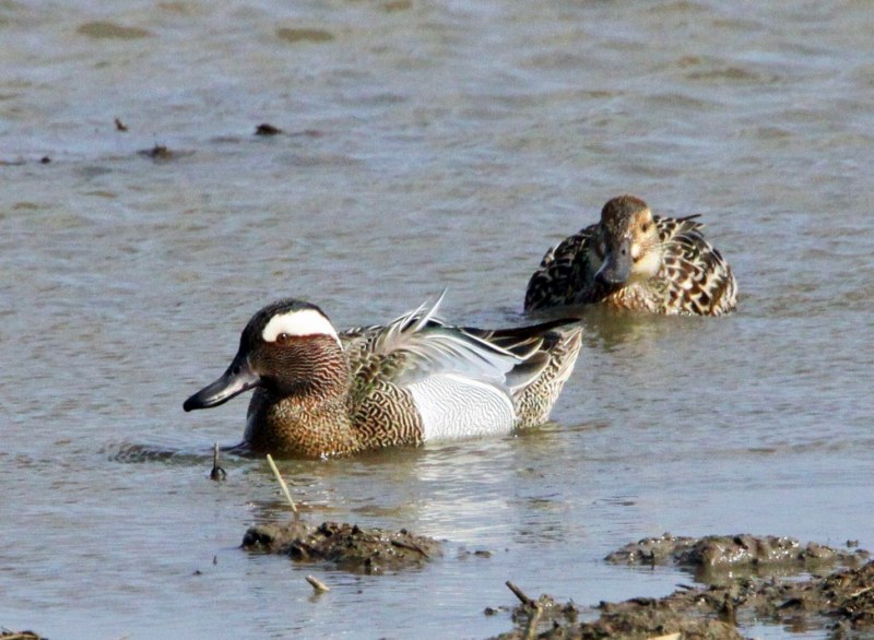 Garganey