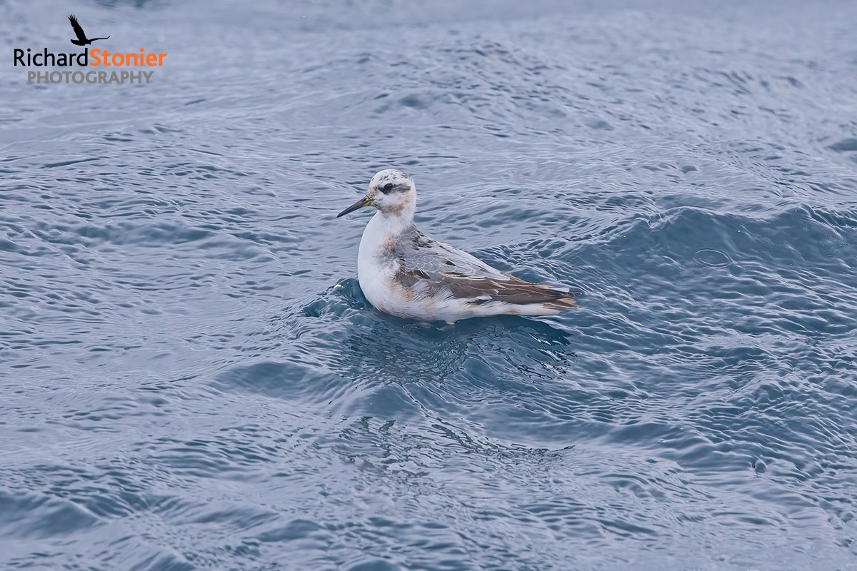 Grey Phalarope