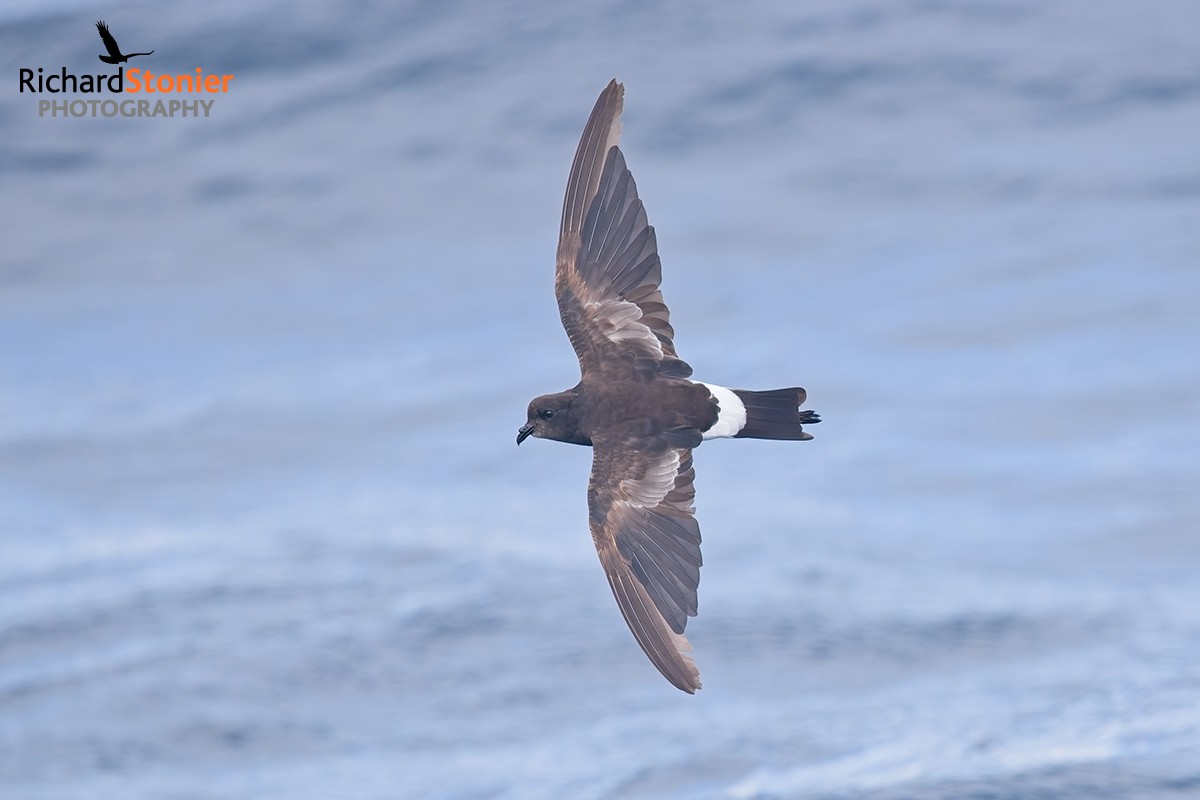 Wilson's Petrel