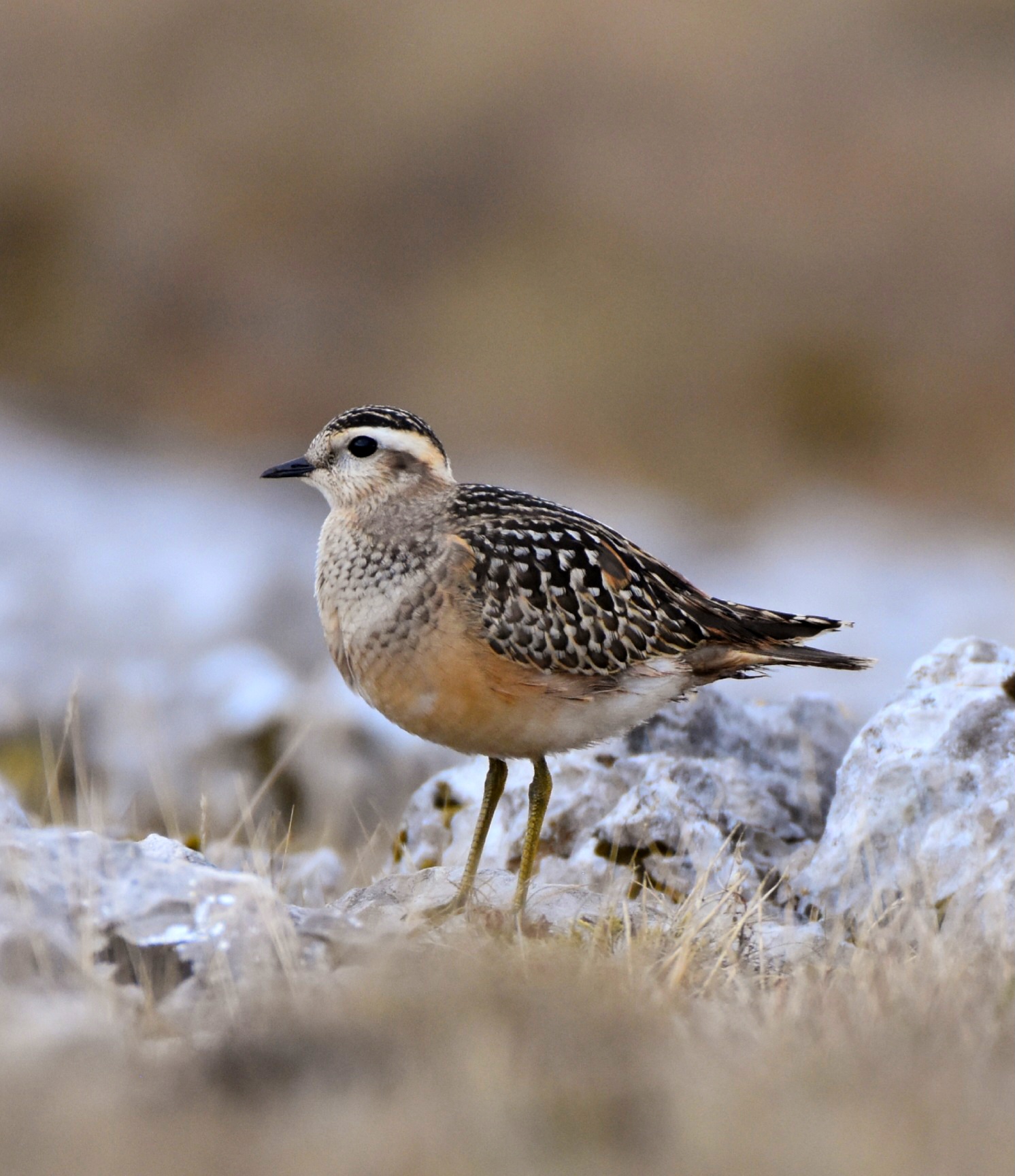Dotterel 